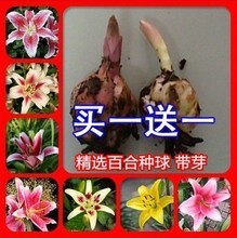 【水培百合花】最新最全水培百合花 产品参考信息