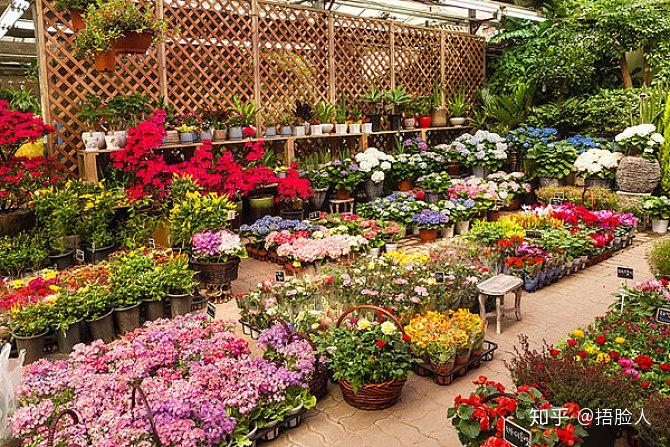 花卉市场的花开得很艳,为什么买回来却很难养活?