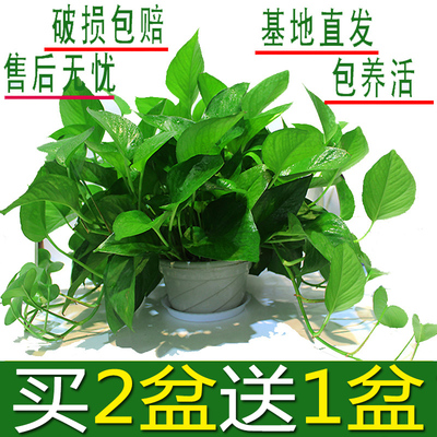 绿植类别绿植排行榜:24款优良绿植产品推荐