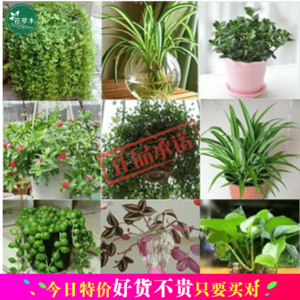 【吊篮花卉植物绿植吸甲醛价格】最新吊篮花卉植物绿植吸甲醛价格/批发报价 -