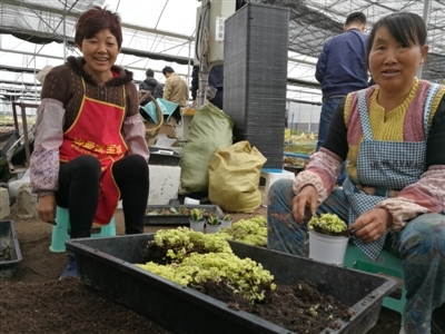 中低档多肉植物价格跳水 经销商:100元买一窗台