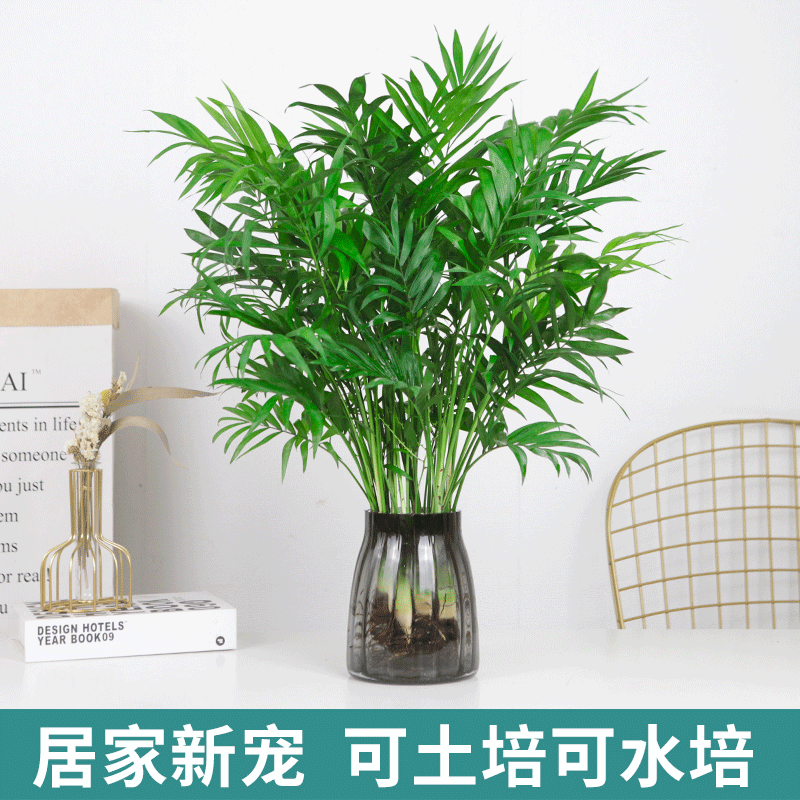 水培植物买什么好:30款高中低档水培植物