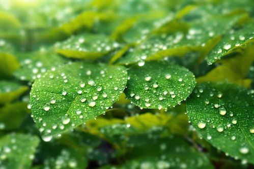 暖春嫩芽萌芽树叶幼苗植物嫩芽摄影图图片 摄影