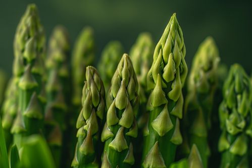 营养植物有机蔬菜芦笋图片摄影图 广告素材 下载至来源处