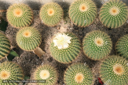 开花金琥图片素材下载 植物花草素材下的花卉图片素材