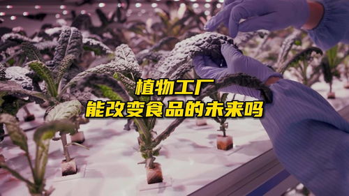 植物工厂能改变食品的未来吗