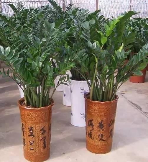 7种催财旺运植物,看好再买!